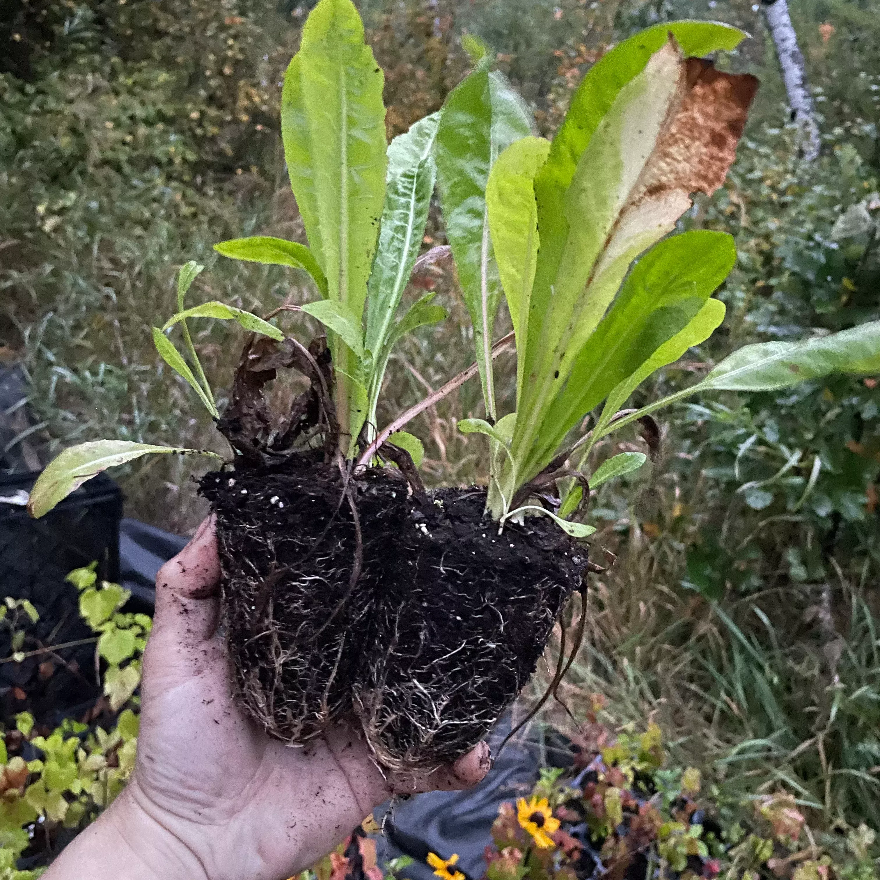 Coffee Chicory (Cichorium intybus var. sativum)