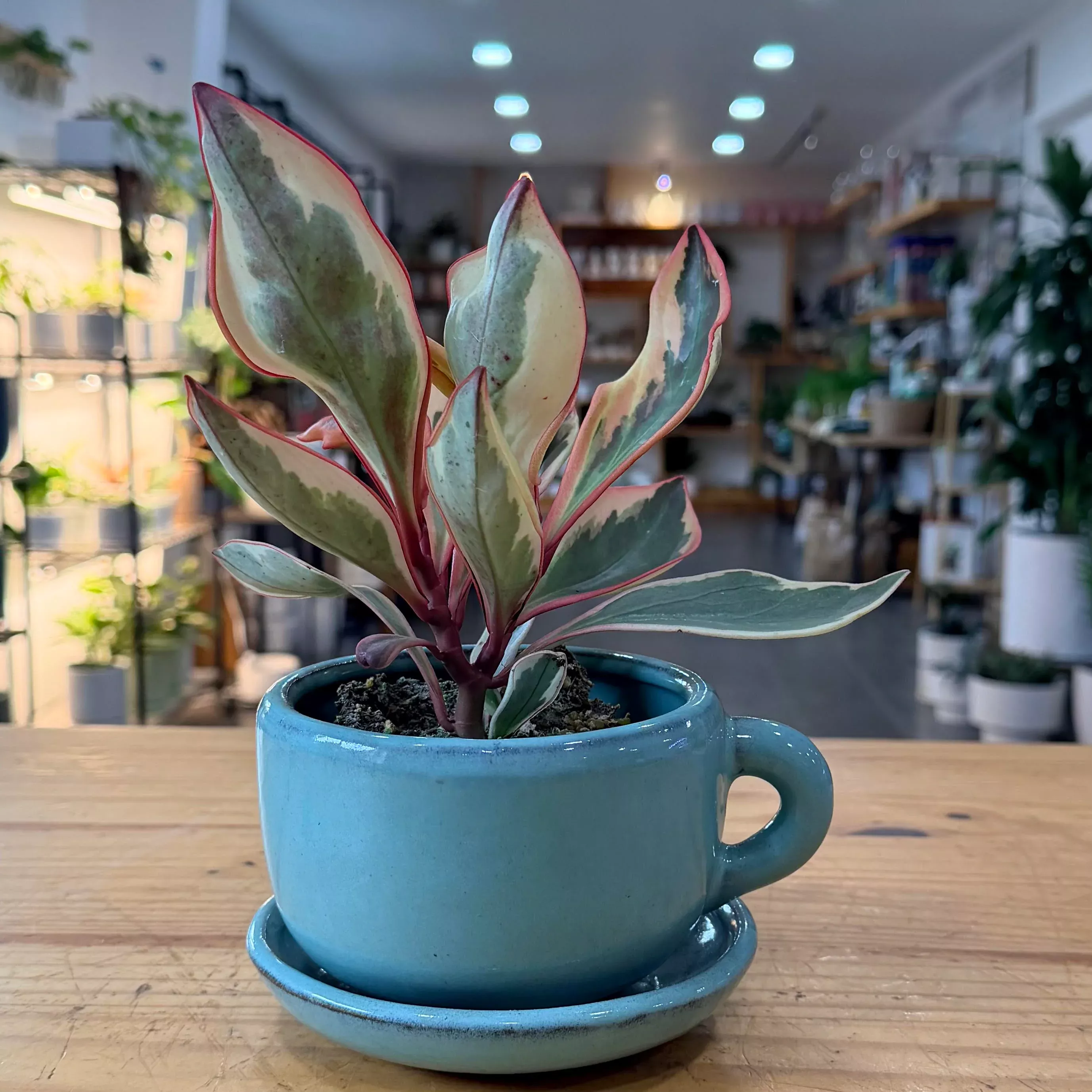 Coffee Cup Planter