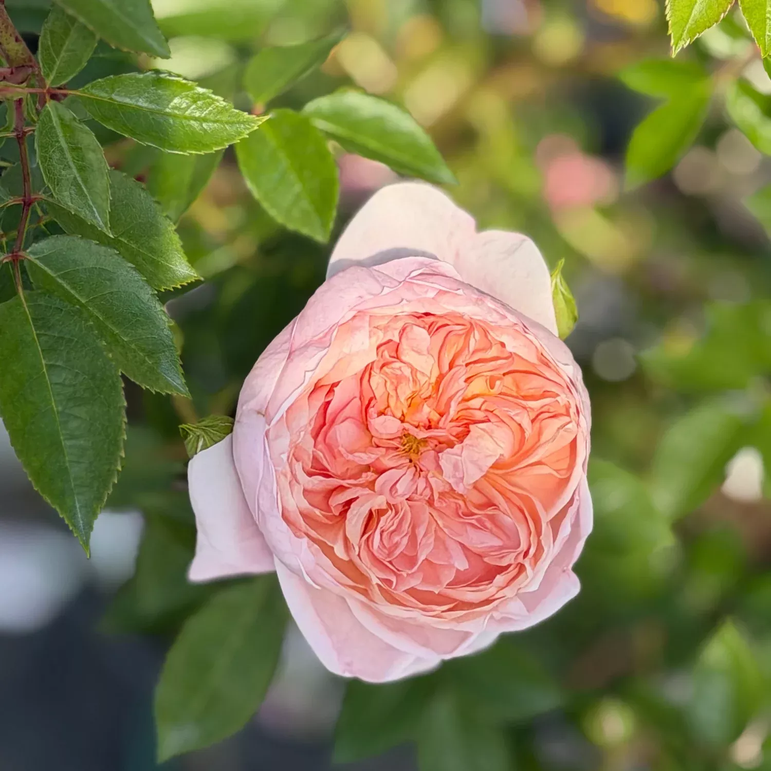 Colette™ Climbing Rose