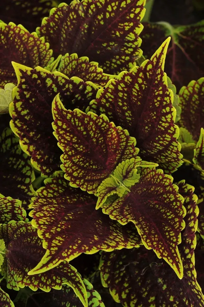 Coleus Charged Up Coleosaurus
