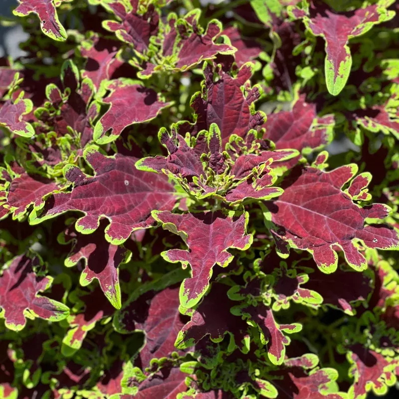 Coleus Inky Fingers Plant Plug (Coleus scutellarioides) – Deep, dark leaves with green edges, a striking accent plant for shade or sun.