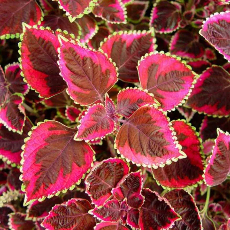 Coleus Meandering Plant Plug (Coleus scutellarioides) – Unique patterned foliage, thrives in shade to sun, ideal for gardens and containers.