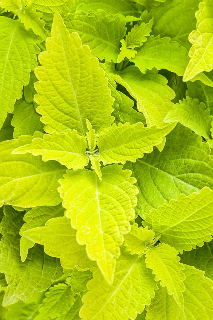 Coleus Solenostemon scutellarioides 'ColorBlaze Lime Time'