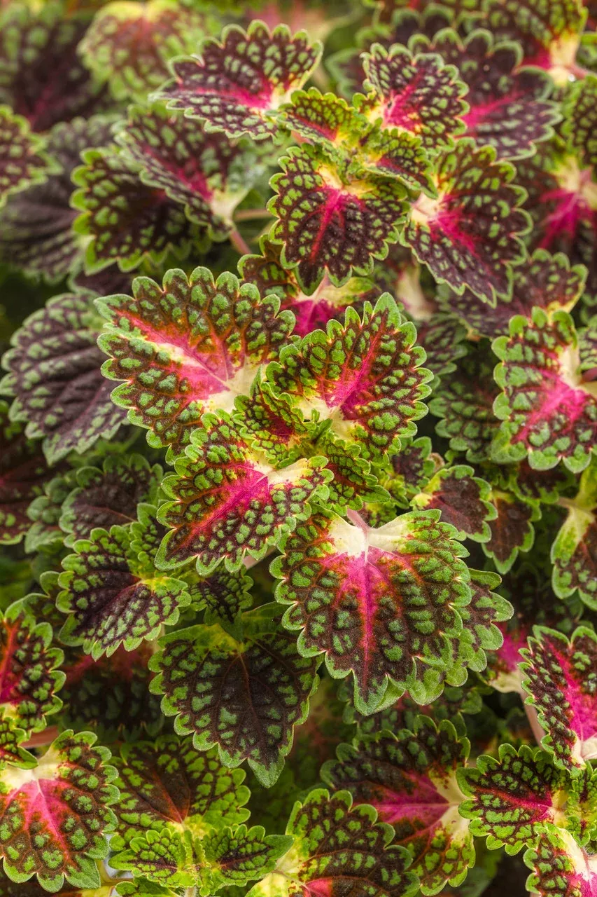 Coleus Solenostemon scutellarioides 'Colorblaze Strawberry Drop'