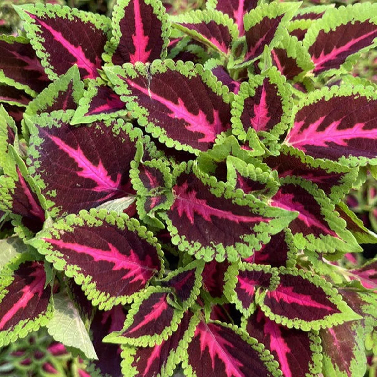 Coleus (Solenostemon scutellarioides) – Green-edged rose heart