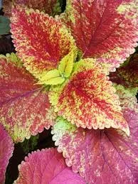 Coleus Sun Varieties