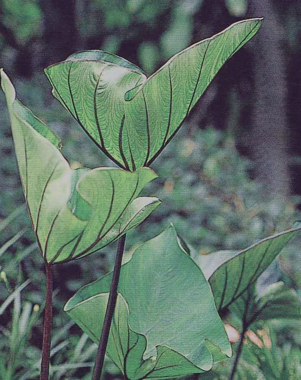 Colocasia'Coffee Cups'