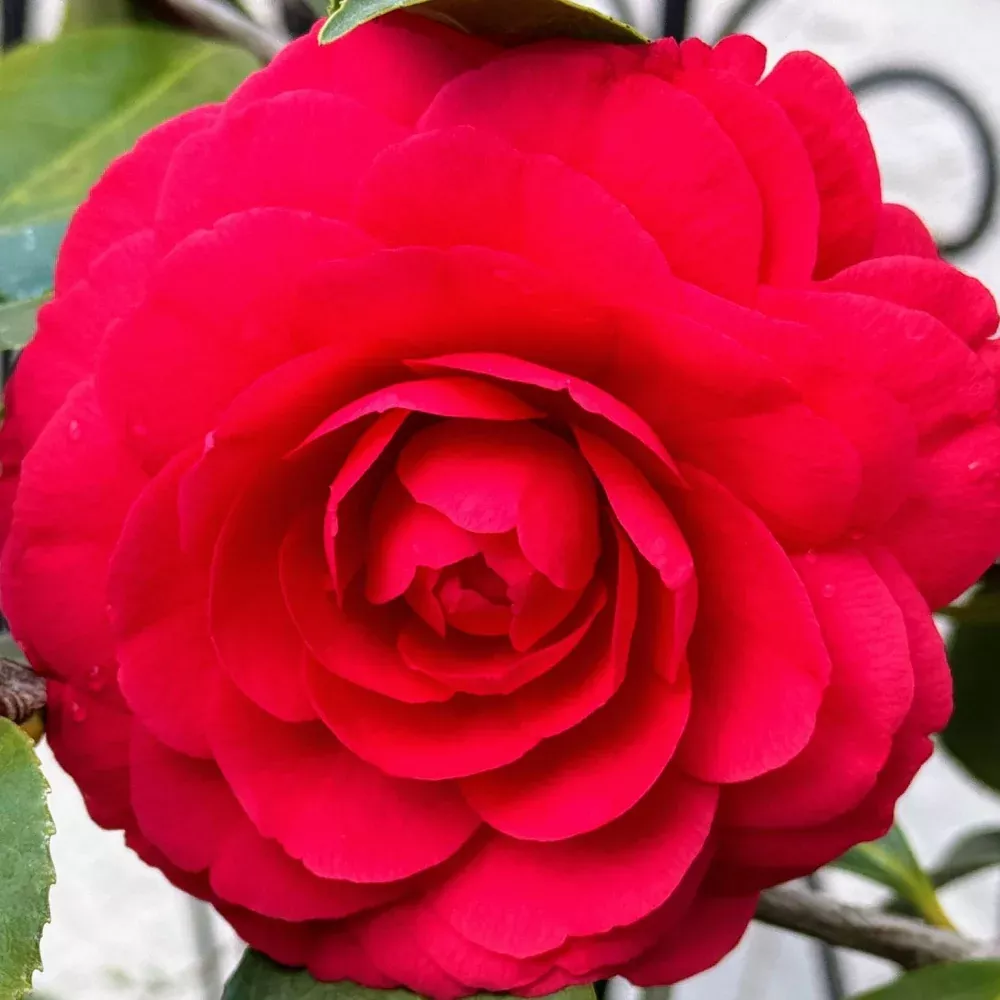 Colonel Firey Camellia