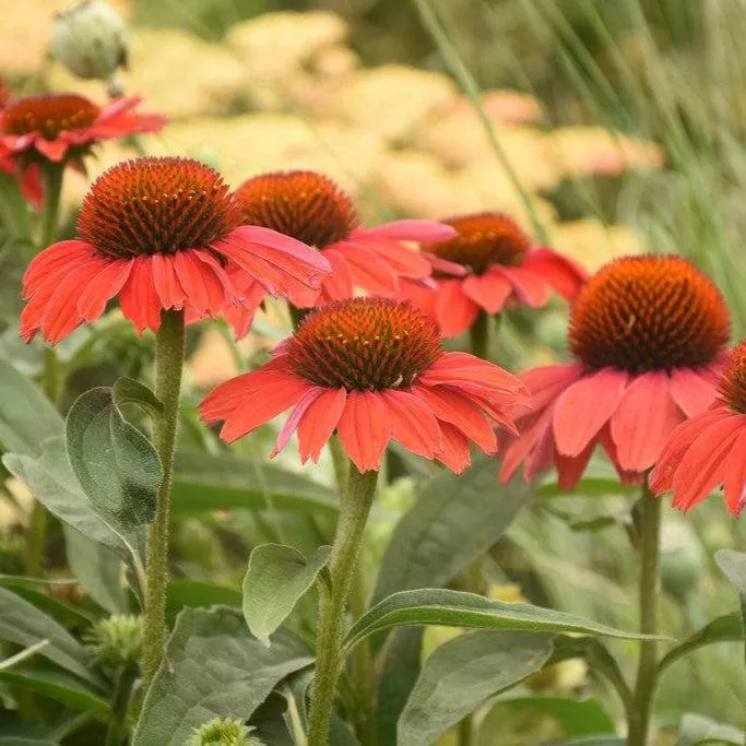 Color Coded Frankly Scarlet Coneflower