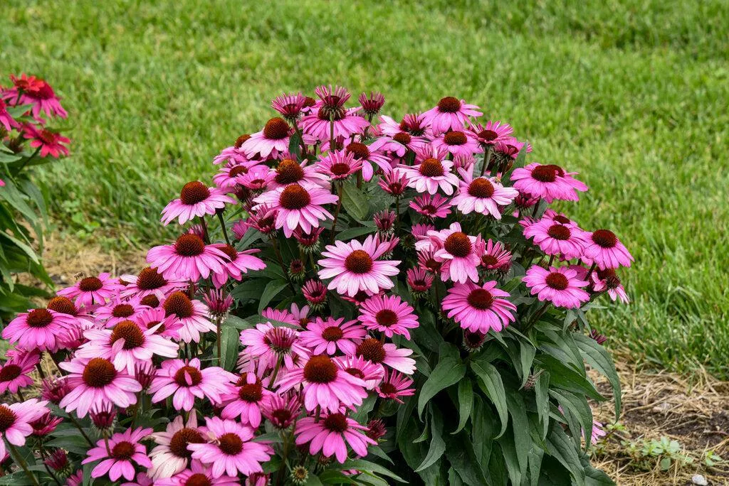 Color Coded The Fuchsia is Bright Coneflower