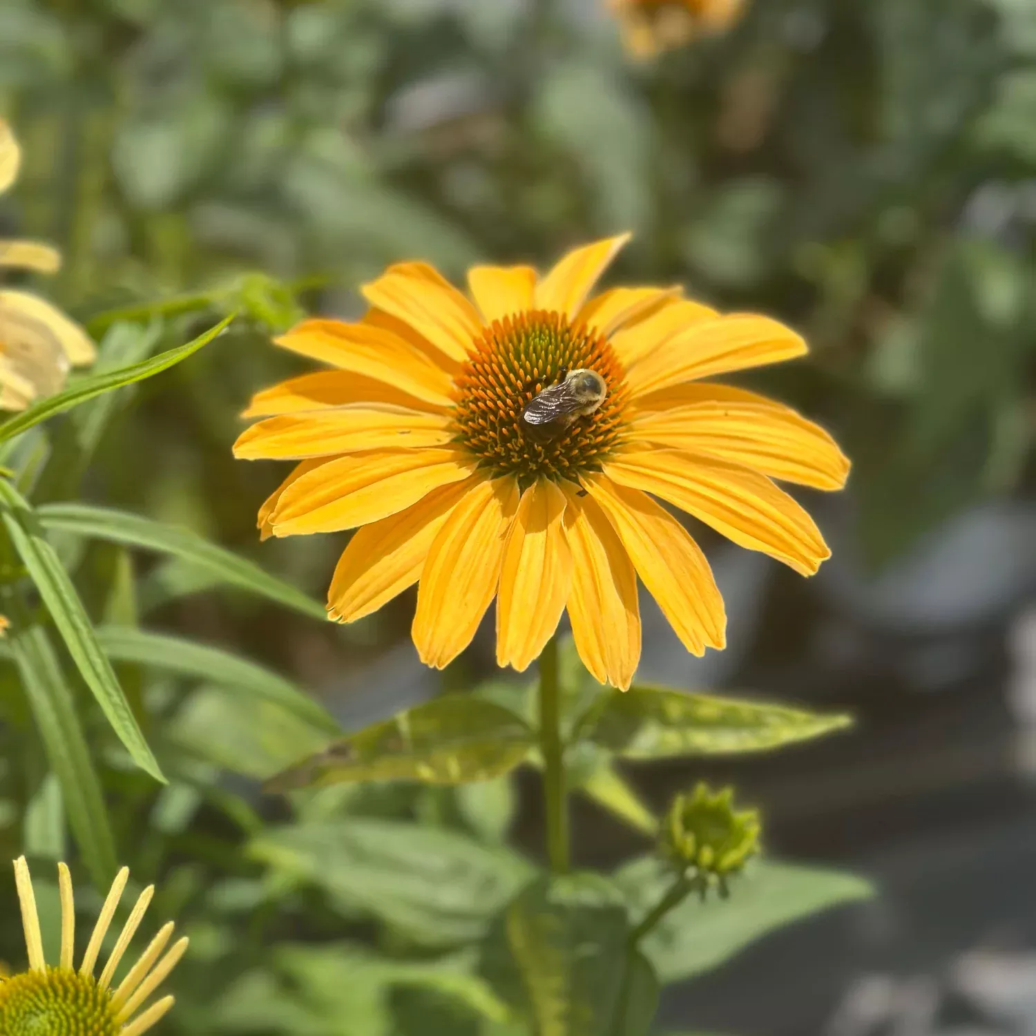 Color Coded One in a Melon Coneflower