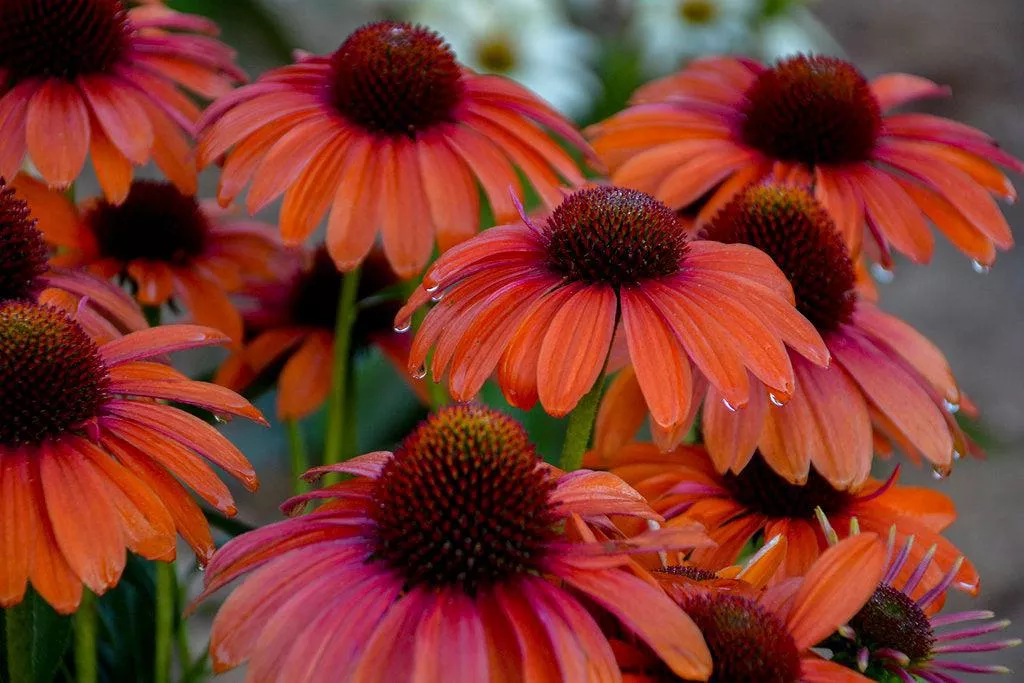 Color Coded Orange You Awesome Coneflower