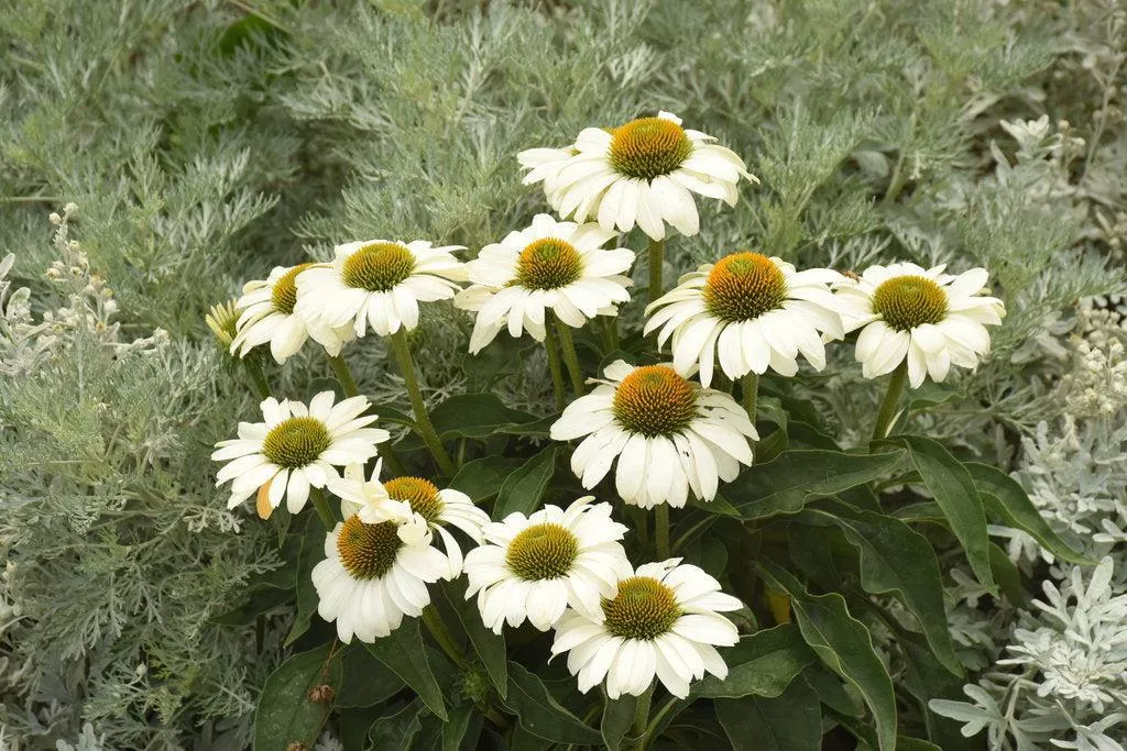Color Coded The Price is White Coneflower