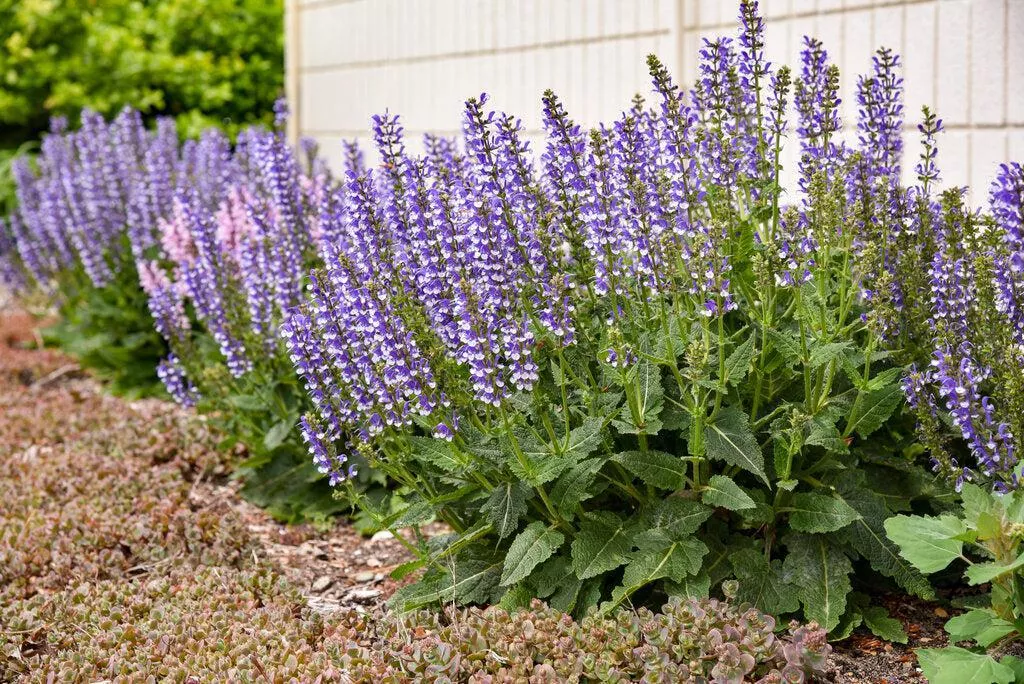 Color Spires Azure Snow HB Salvia