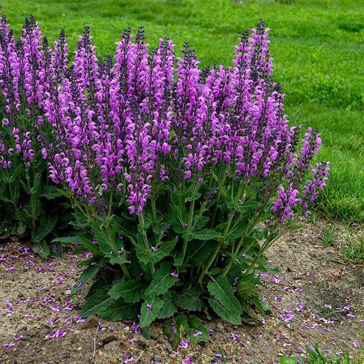 Color Spires 'Back to the Fuchsia Meadow Sage