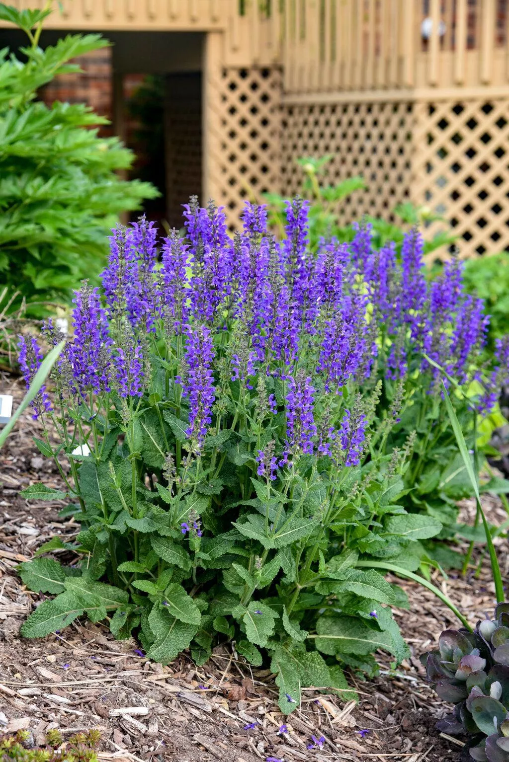 Color Spires Indiglo Girl HB Salvia