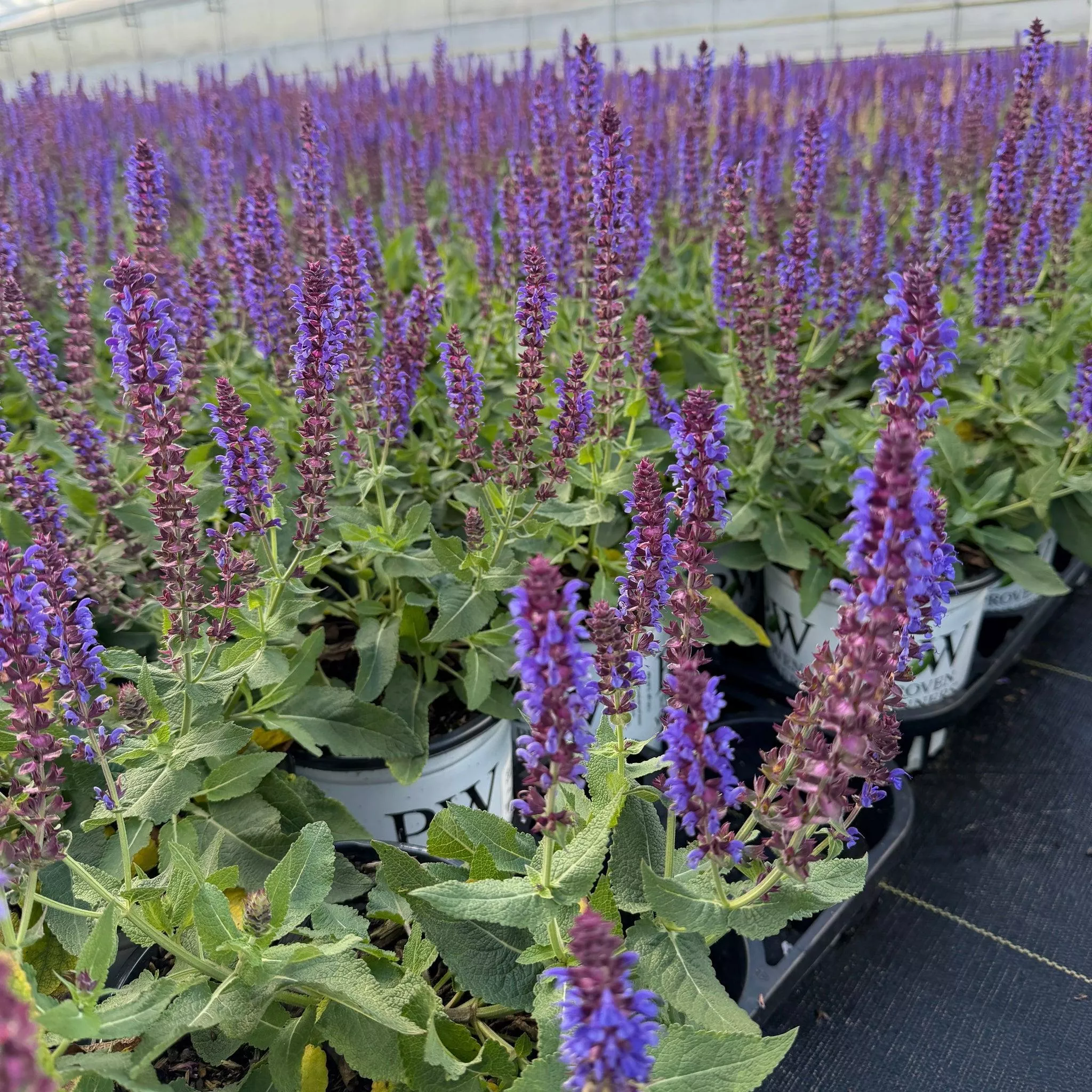 Color Spires Violet Riot Meadow Sage