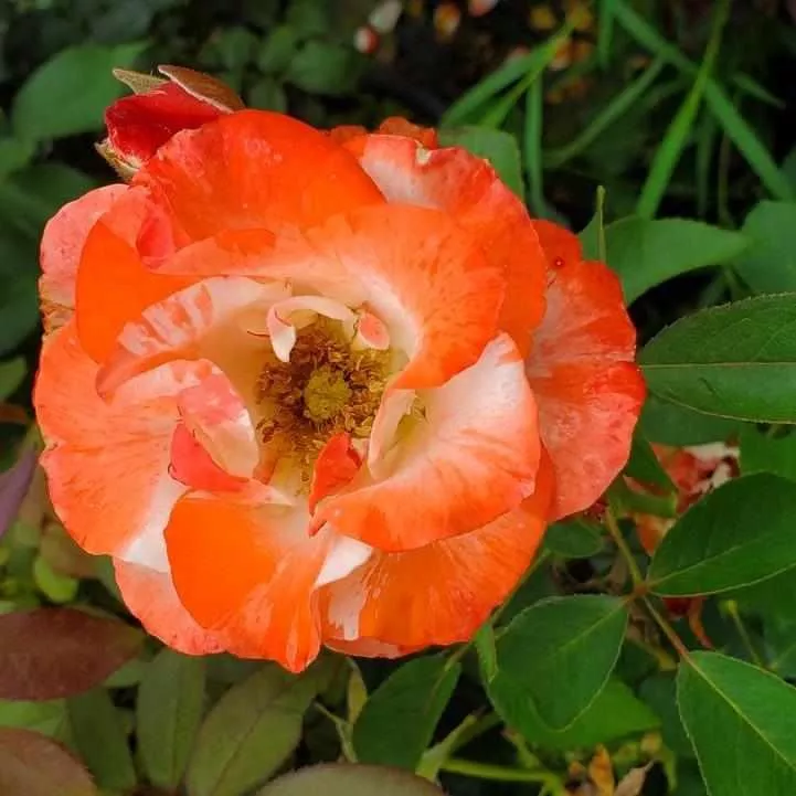 Color Splash Floribunda Rose