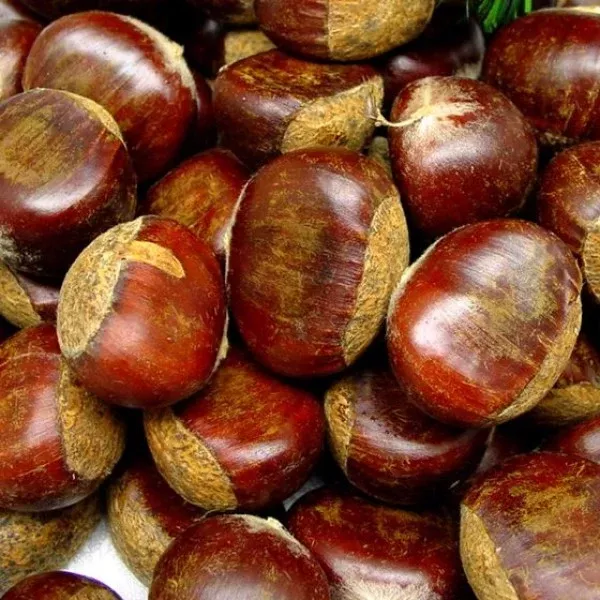 Colossal Chestnut Tree