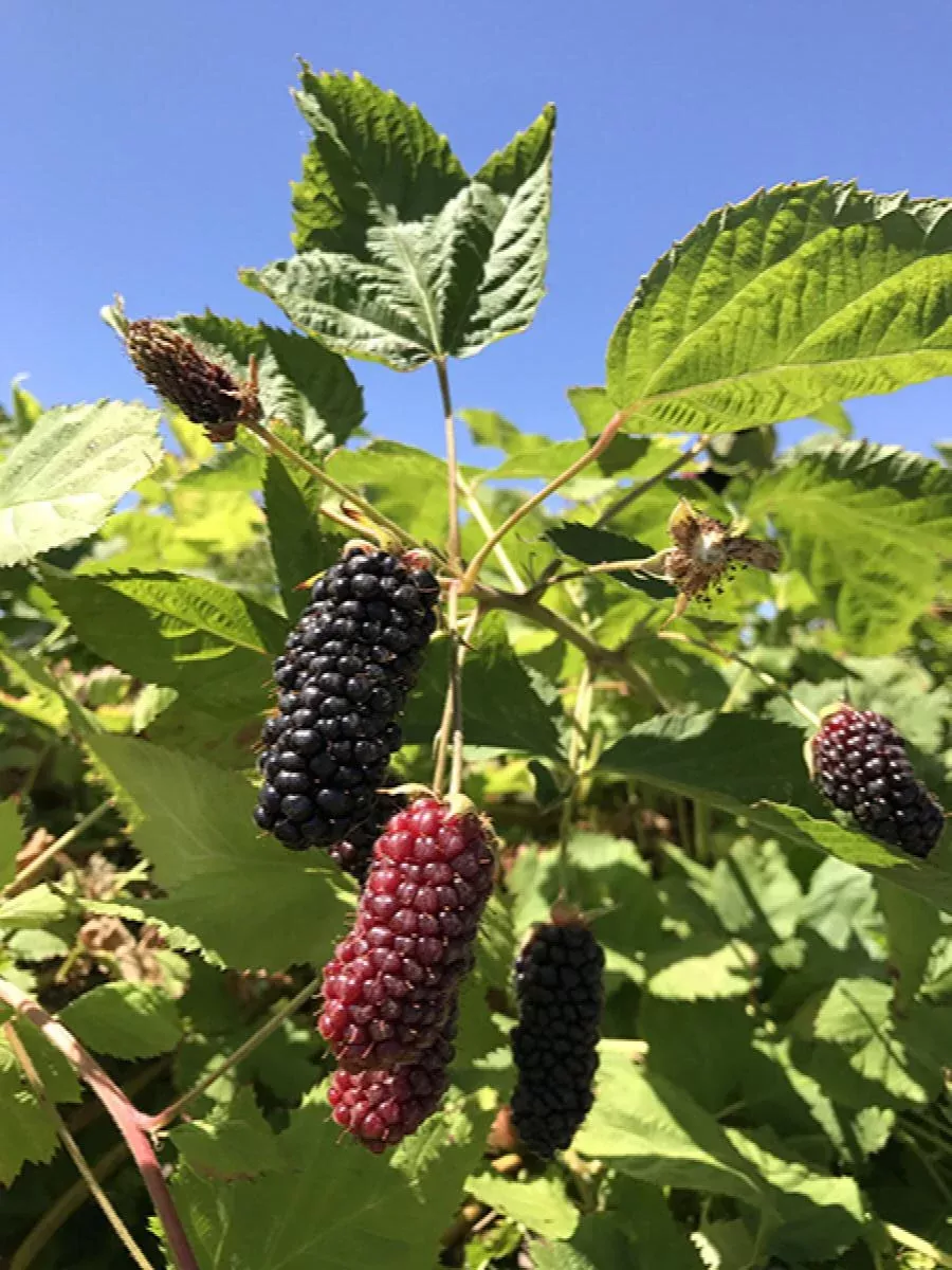 Columbia Giant Thornless Blackberry