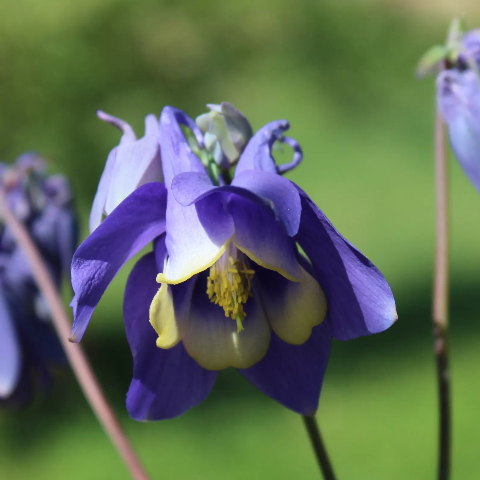 Columbine, Siberian