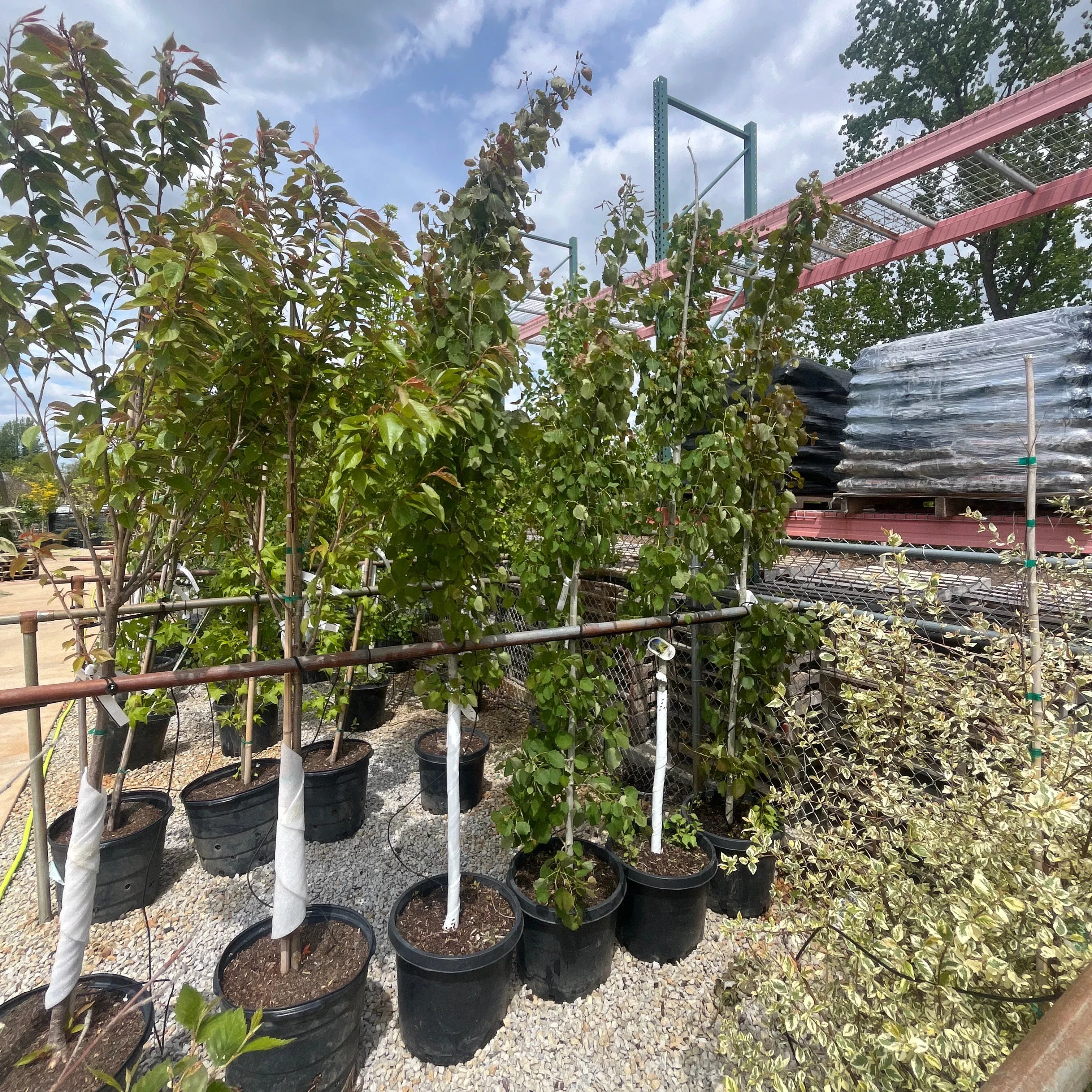 Columnar Swedish Aspen - Populus tremula 'Erecta' - 15 Gallon Potted Tree