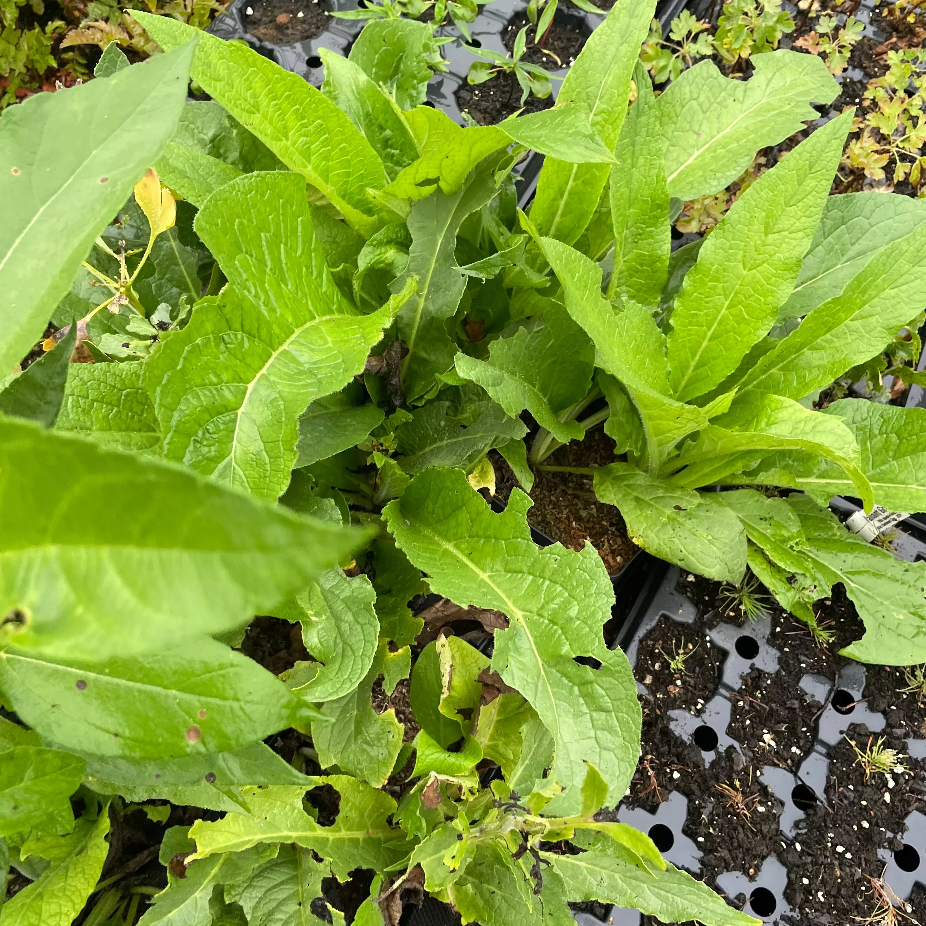 Comfrey Plants
