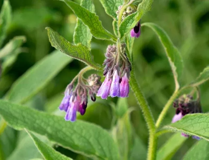 Comfrey Seeds