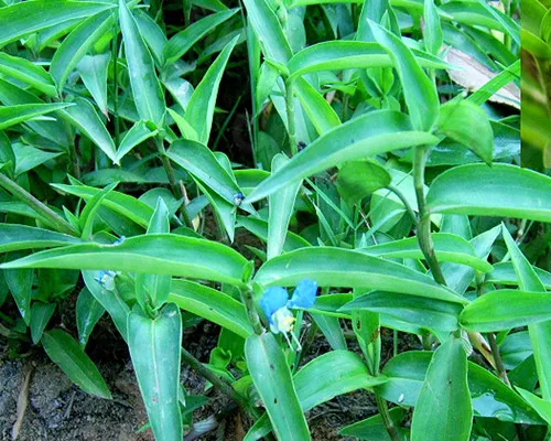 Commelina communis seeds