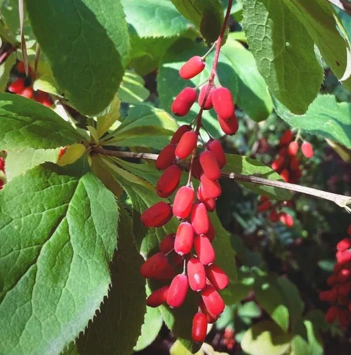 Common Barberry Seeds