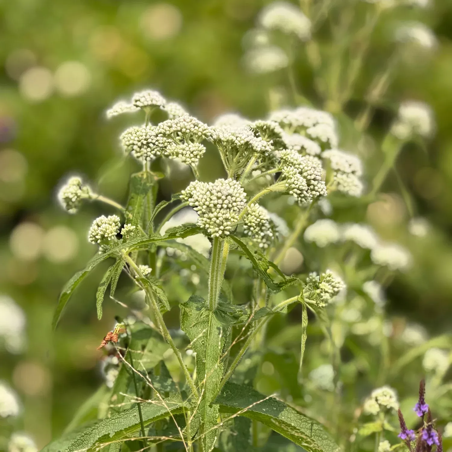 Common Boneset