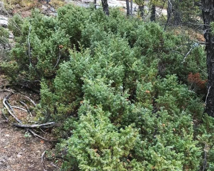 Common Juniper Seeds