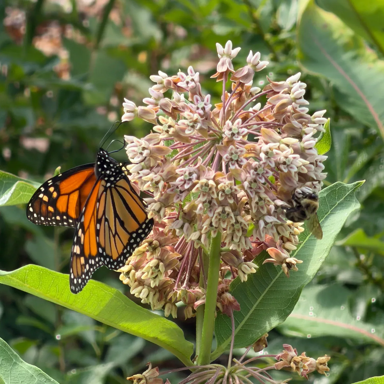 Common Milkweed