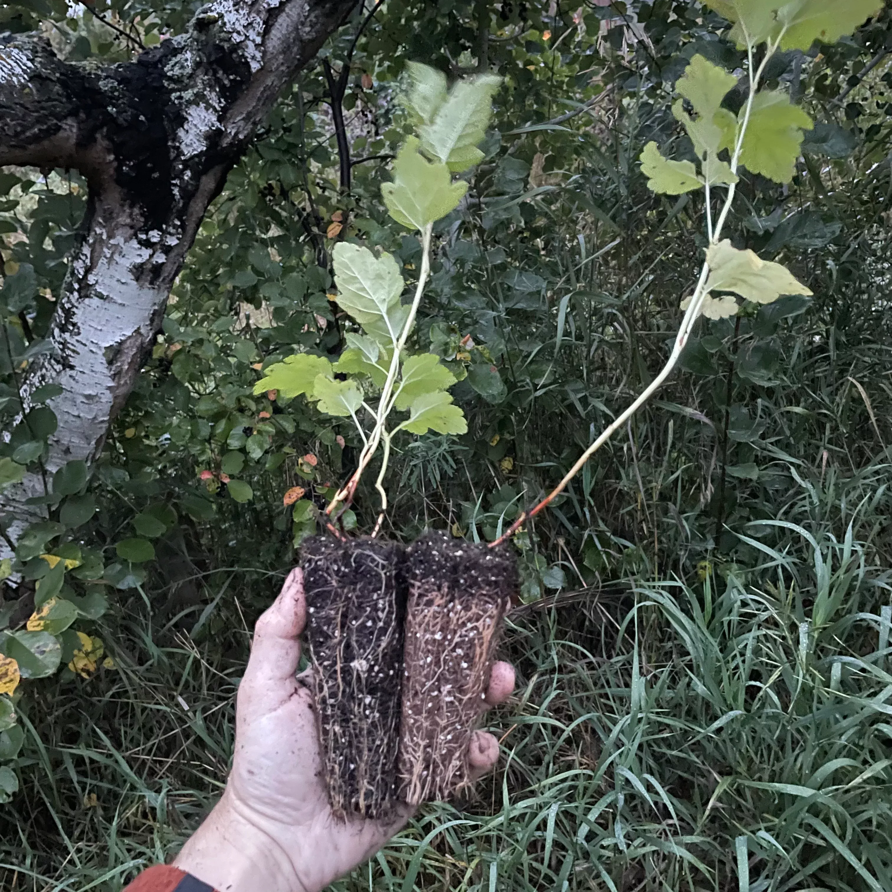 Common Ninebark Plugs