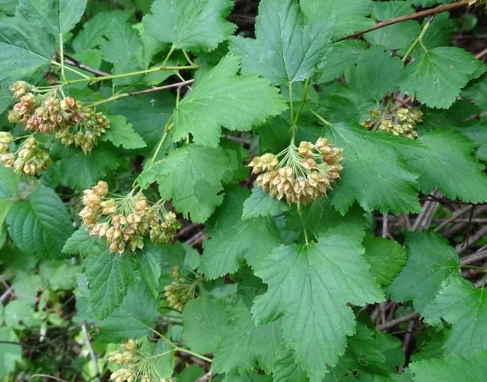 Common Ninebark Seeds
