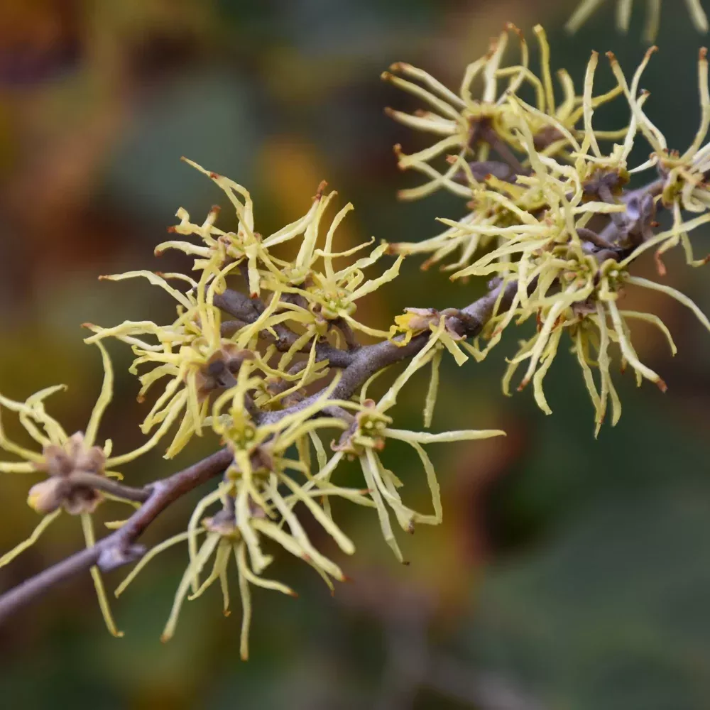 Common Witchhazel