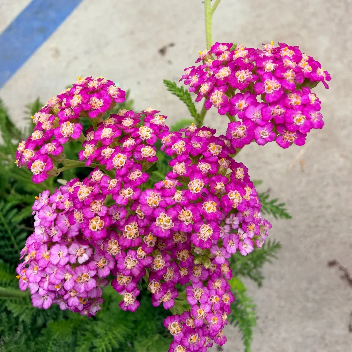 Common Yarrow - Dark Pink