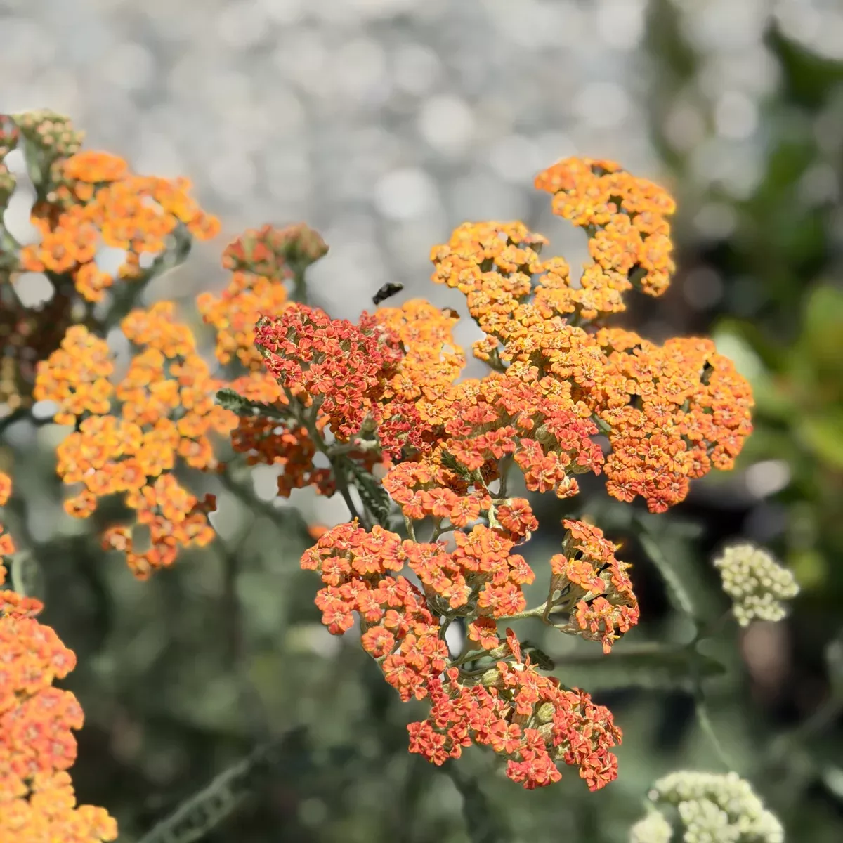 Common Yarrow - Orange