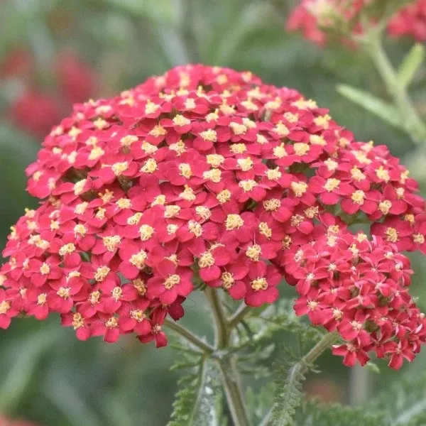 Common Yarrow - Pastel Red