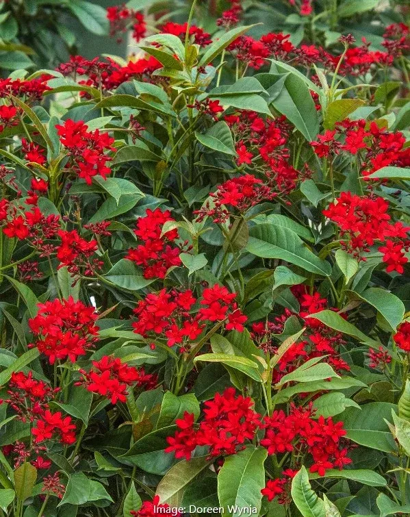 Compact Spicy Jatropha