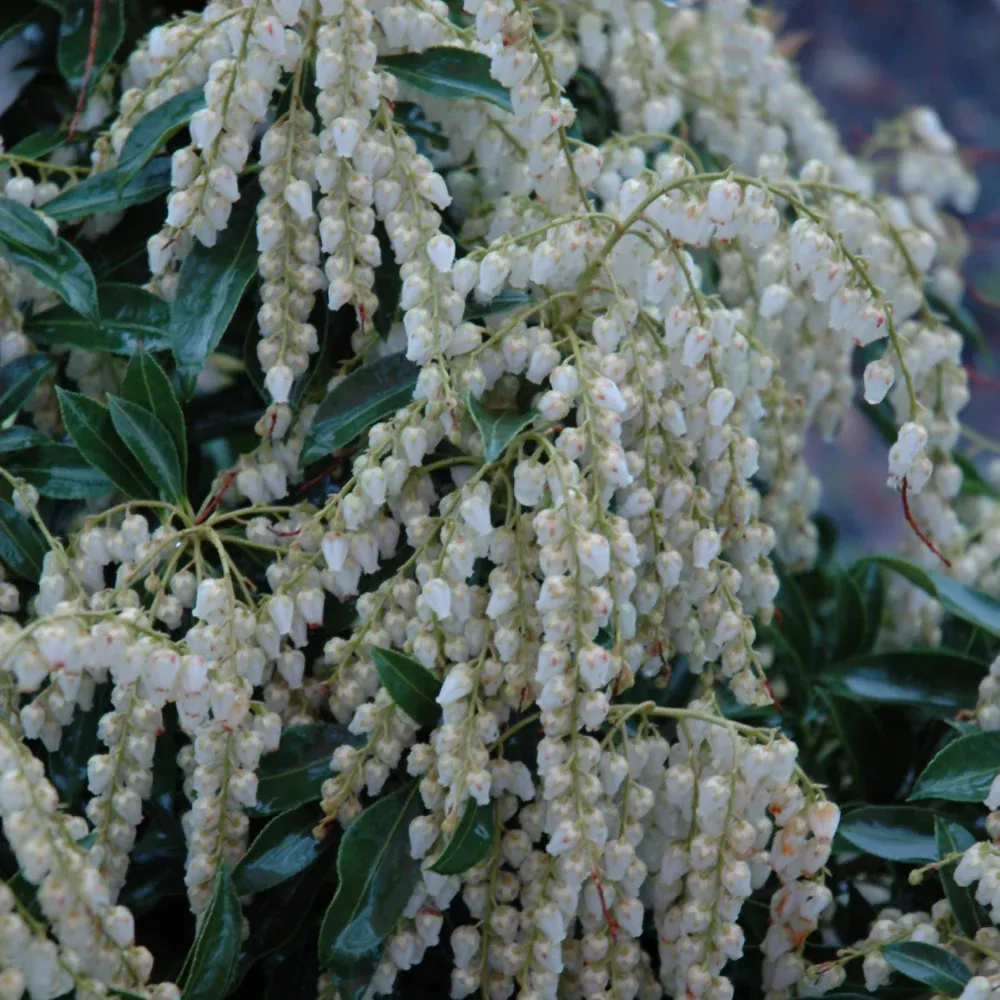 Compacta Japanese Pieris
