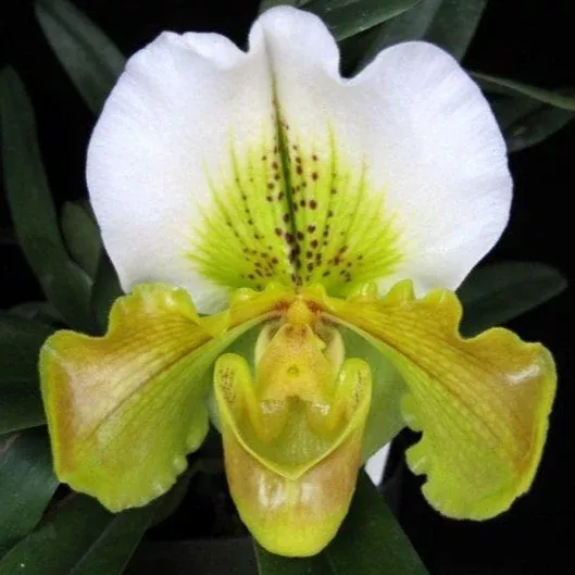 Complex Paphiopedilum (alba type) non-bloom