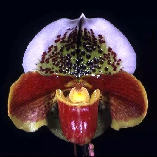 Complex Paphiopedilum (burgundy type)