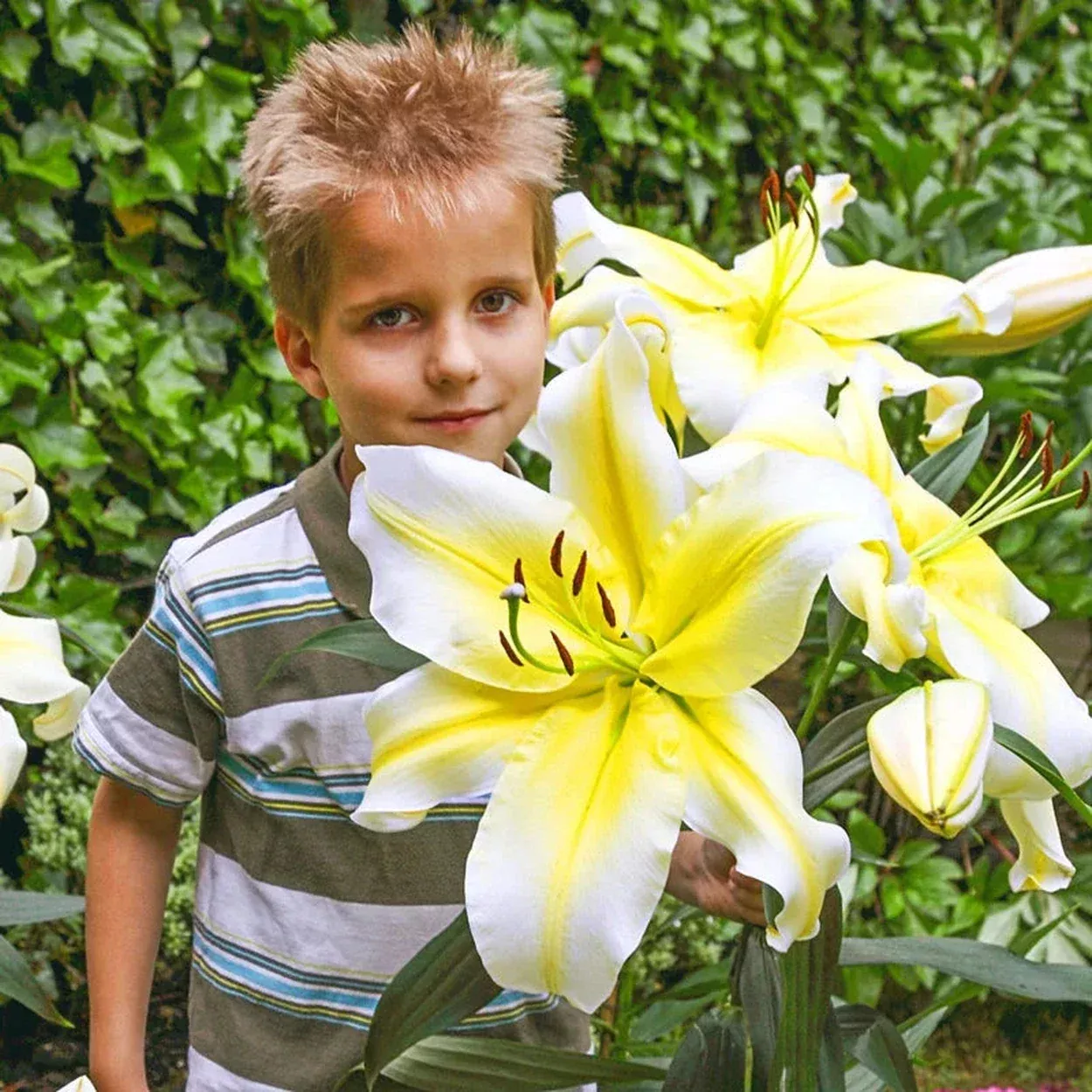 Conca d’Or Lily Tree
