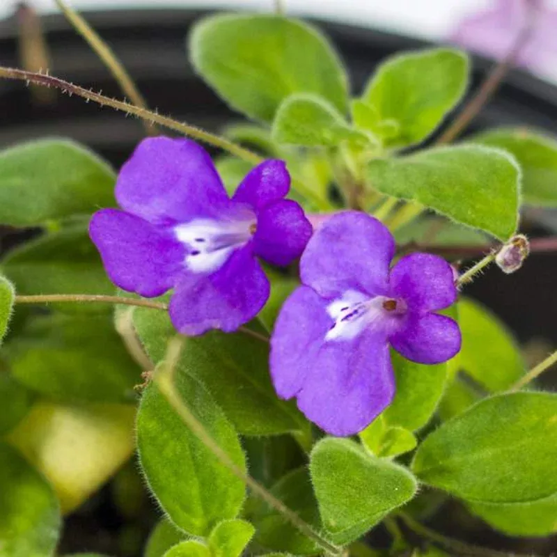 Concord Blue Streptocarpella Plant Plug (Streptocarpella saxorum 'Concord Blue') – Trailing Blooms Ideal for Hanging Baskets.