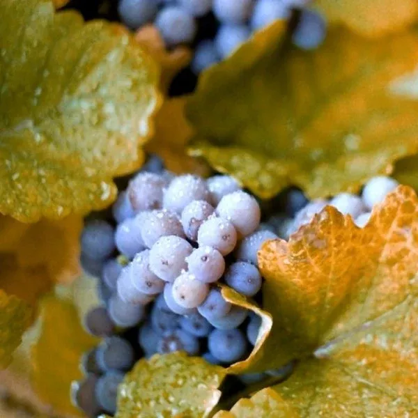 Concord Grape Vine