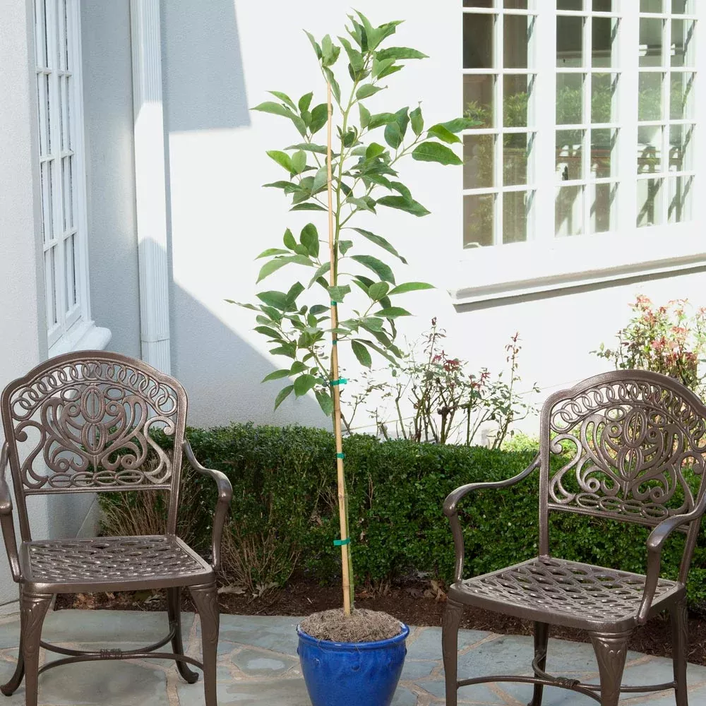 Condo™ Avocado Tree
