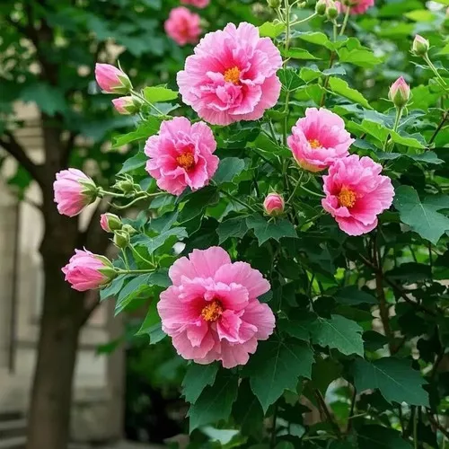 Confederate Rose Seeds (Hibiscus mutabilis)