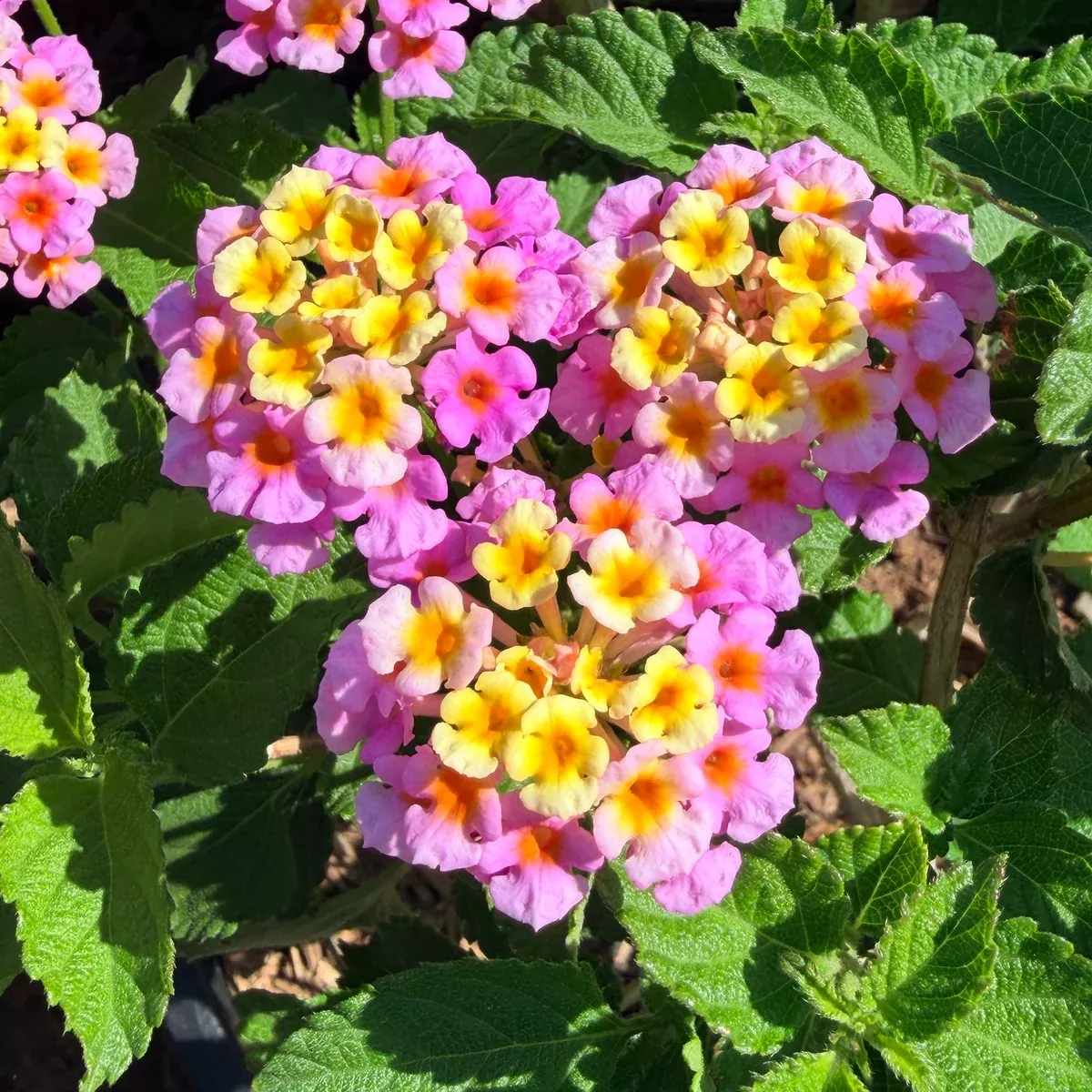 Confetti Lantana