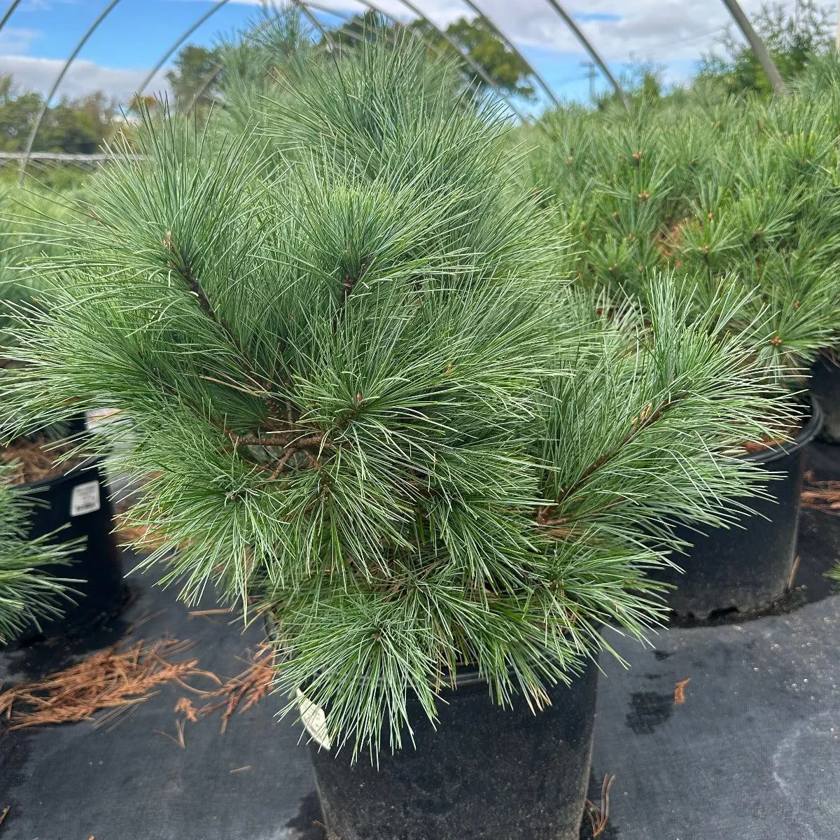 Connecticut Slate Dwarf White Pine